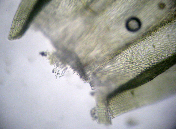 Muschio su salice - Leucodon sciuroides